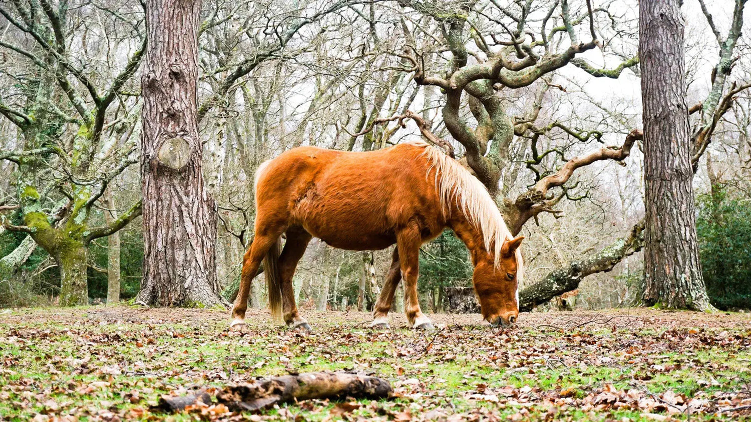 Chestnut horse grazing in woods by Downton Cuckoo Fair in the New Forest.