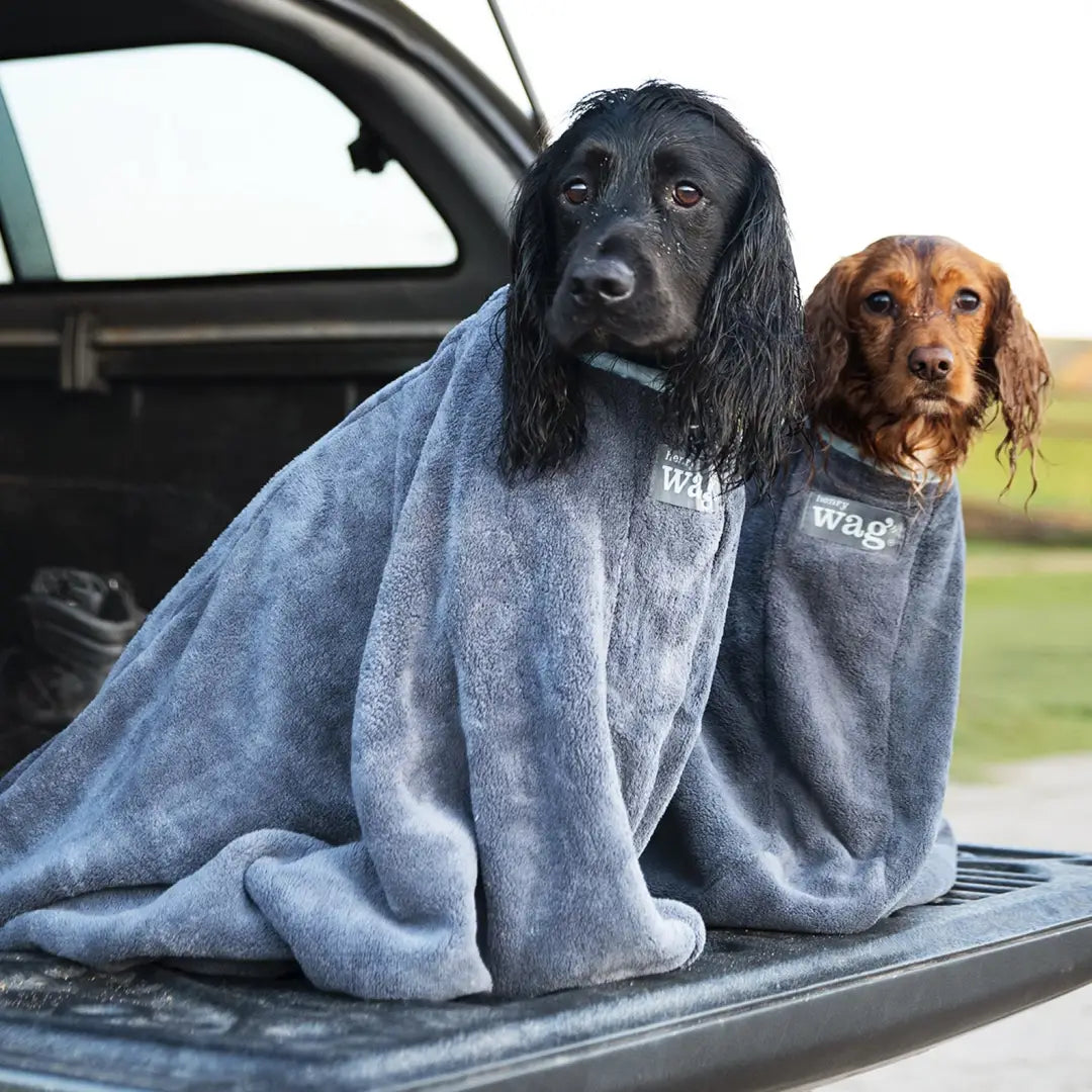 Two dogs in a blue towel in a vehicle with a Henry Wag Dog Drying Bag