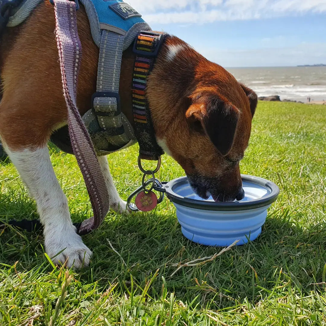 Dog in a Henry Wag Dog harness drinking from a collapsible dog travel bowl