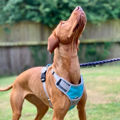 Brown dog in a blue Henry Wag travel harness looking up excitedly