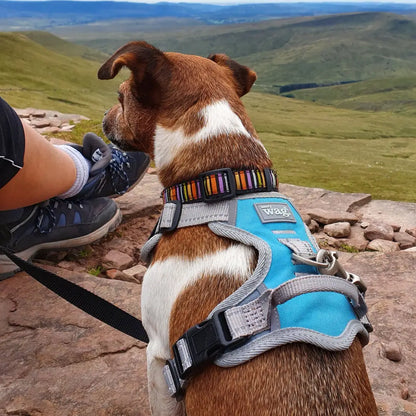 Dog in a blue harness with a colorful collar enjoying the view in a Henry Wag Travel Harness