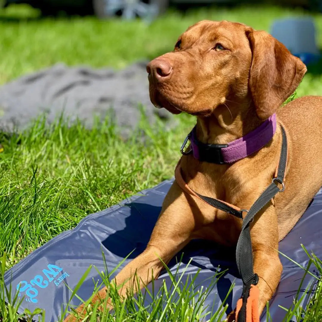 Vizsla dog in a purple collar relaxing on Henry Wag Gel Pet Cooling Mat in grass