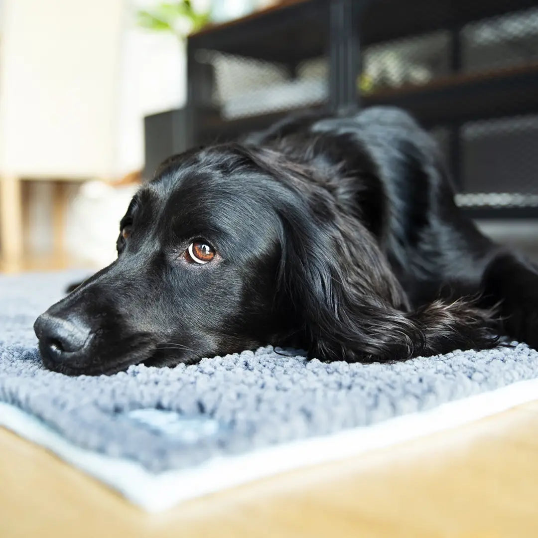 Black dog on a textured rug with Henry Wag’s luxurious Microfibre Noodle Mat