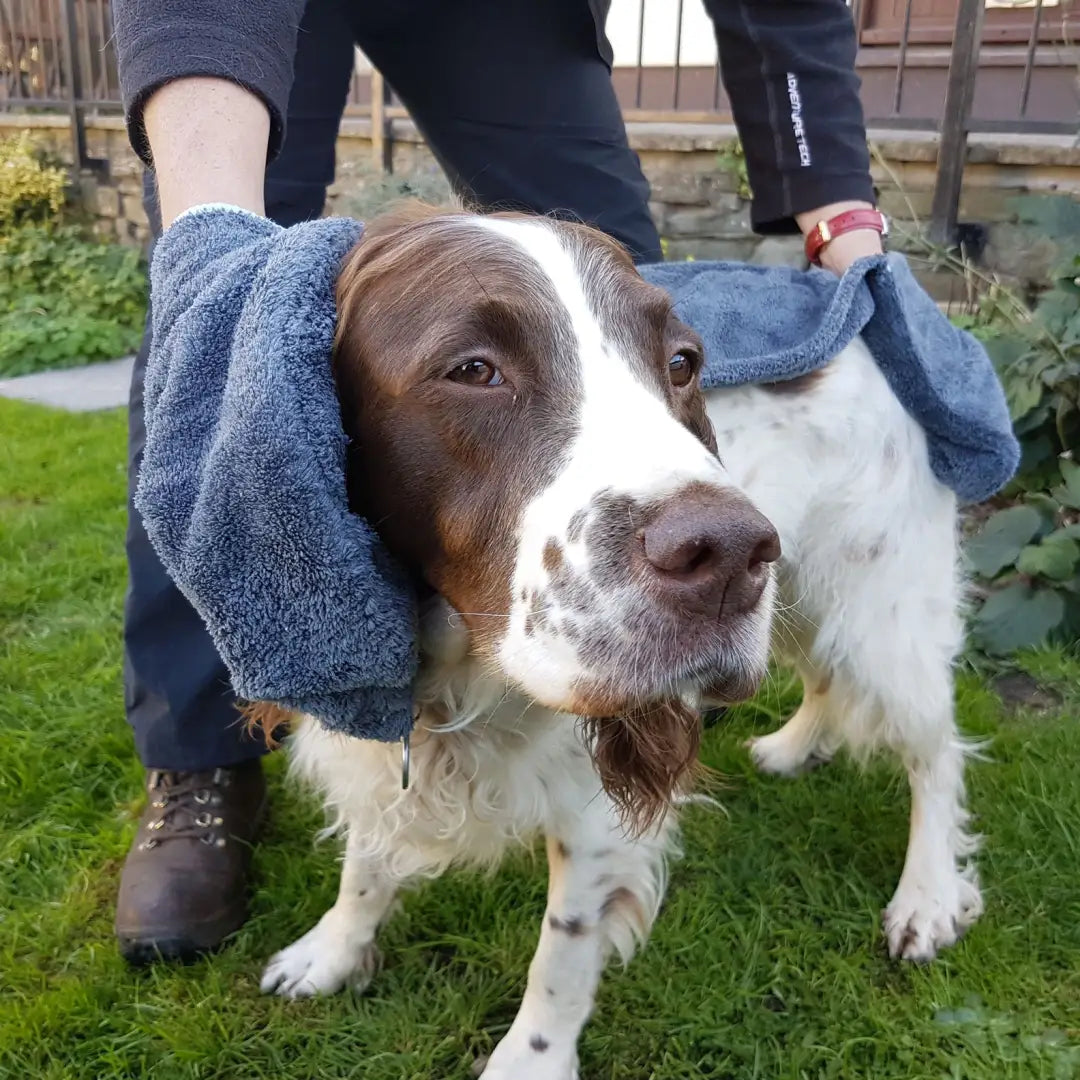 Brown and white spotted dog with Henry Wag luxurious microfibre towel on its coat