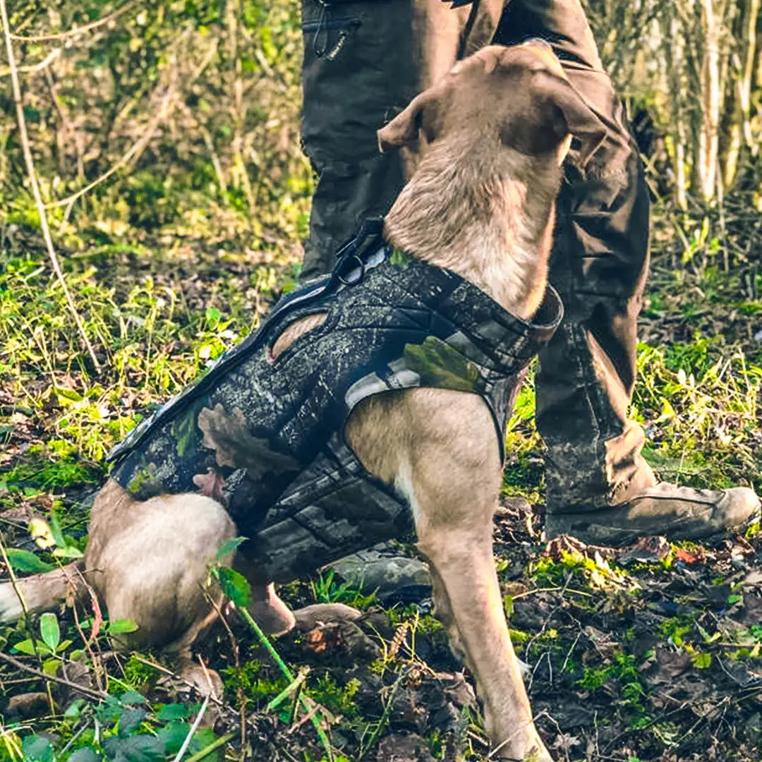 Dog in a camouflage tactical vest outdoors with the Jack Pyke Gen 2 Neo Dog Vest