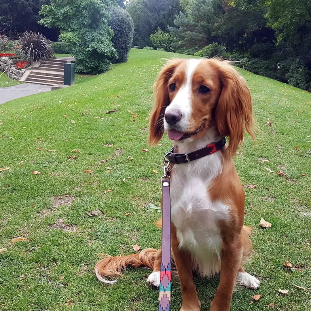 Brown and white spaniel with Pampeano Navidad leather dog collar and leash