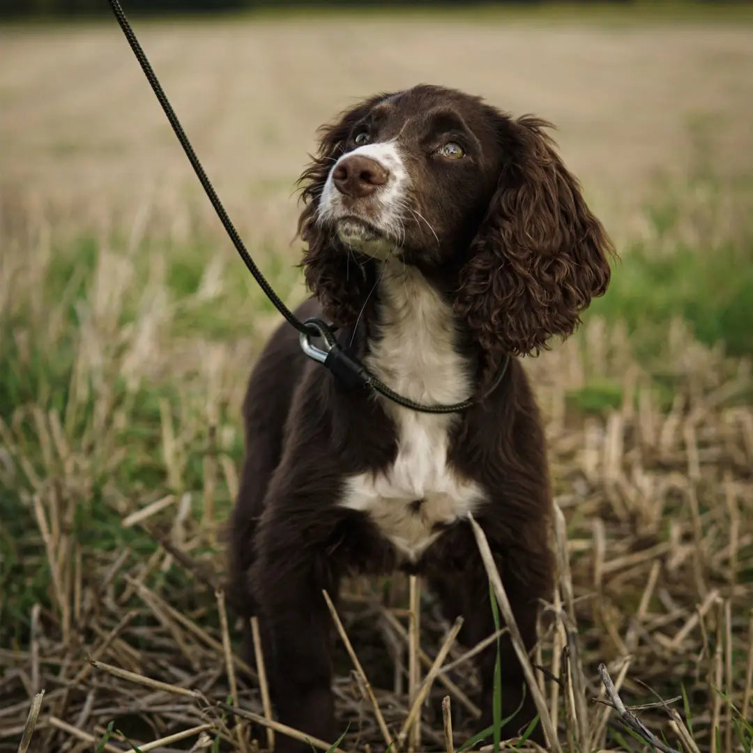 English Springer Spaniel with brown and white coat using Sporting Saint Field Trial Pro Slip Lead