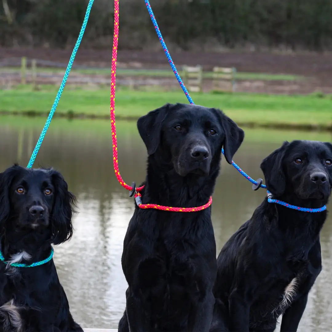 Three black Labrador Retrievers stylishly wearing colorful gundog slip leads