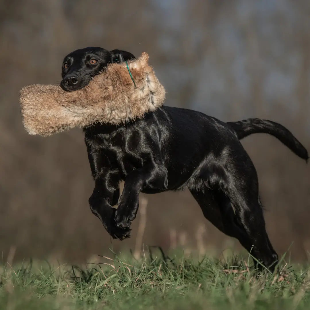 Black dog joyfully running with Sporting Saint Rabbit Dummy plush toy in its mouth