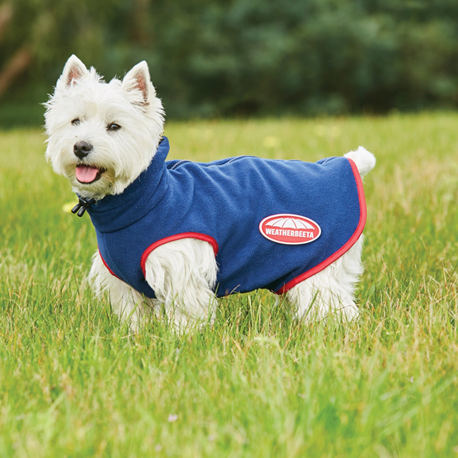 Weatherbeeta moleskin dog clearance coat